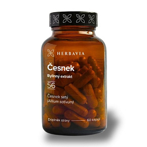 Česnek Česnek