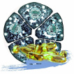 Alaptid Suplimente nutritive