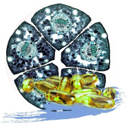 ALIVE PENTRU SĂNĂTATE ȘI REGENERARE